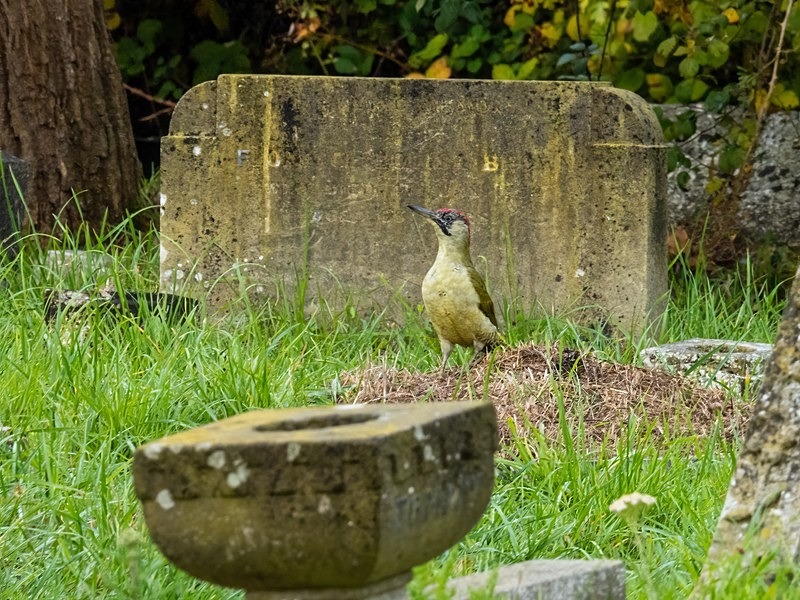 Green Woodpecker - Woodpeckers