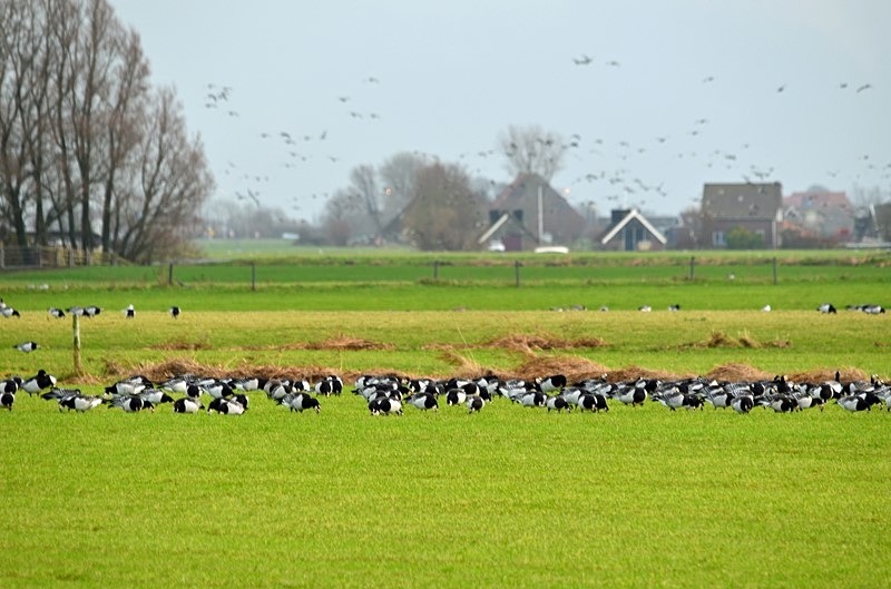 Barnacle Geese - Netherlands - December 2019