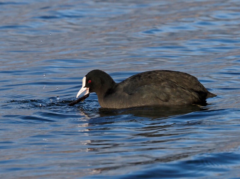 Coot - Crakes and rails