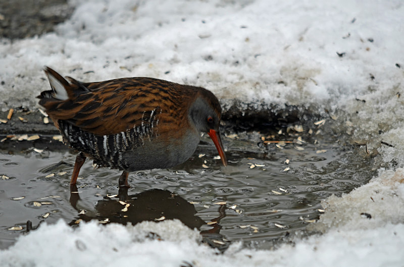 Water Rail - Crakes and rails