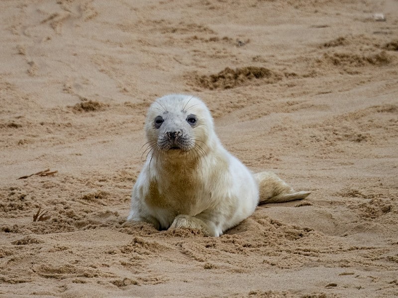 Atlantic Grey Seal - Atlantic Grey Seals