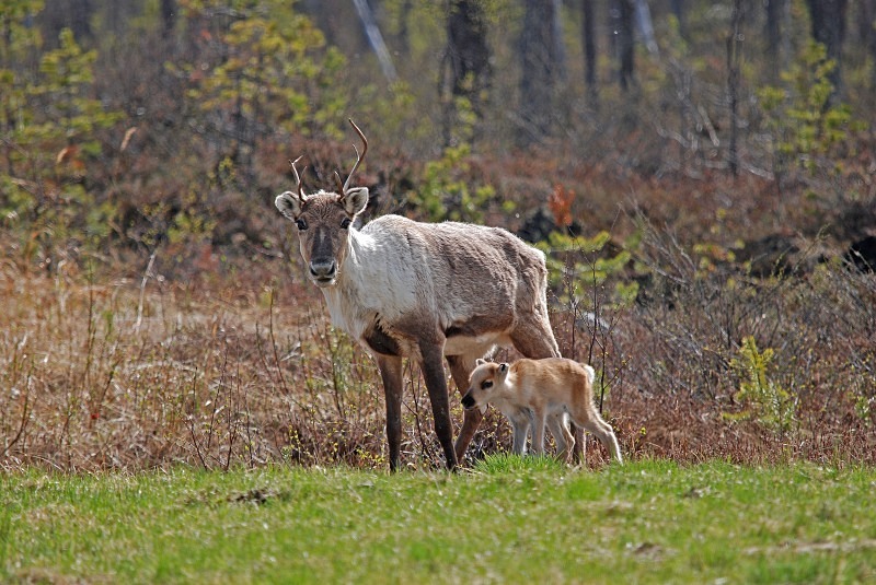 Reindeer - North Finland and north Norway - May and June 2009