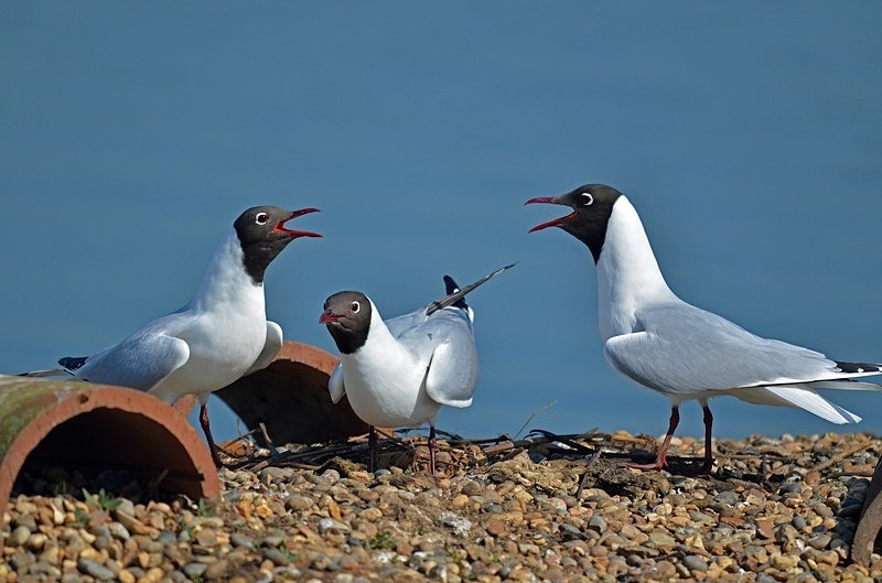 Black-headed Gulls - Gulls
