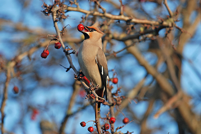 Waxwing - Waxwings