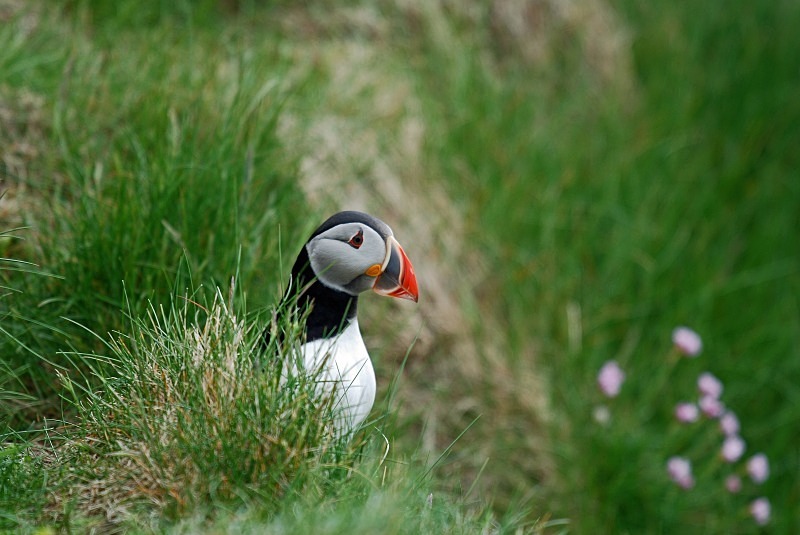 Puffin - Puffins