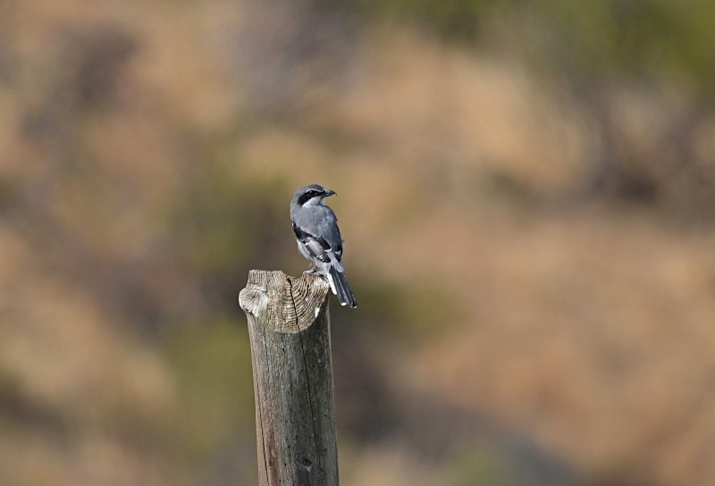 Southern Grey Shrike - South Spain - September 2013