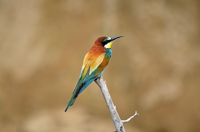 European Bee-eater - Bulgaria