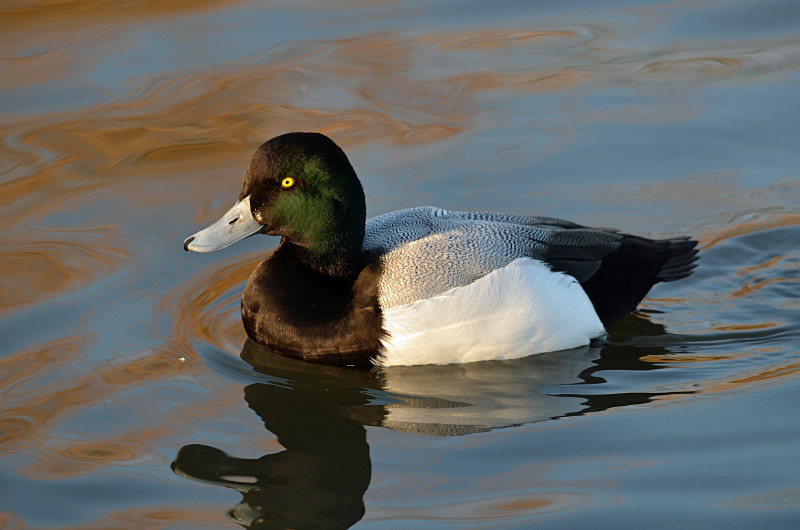 Scaup - Diving ducks