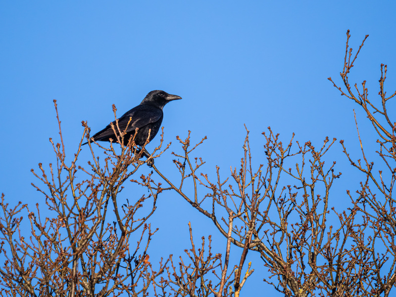 Carrion Crow - Latest photos