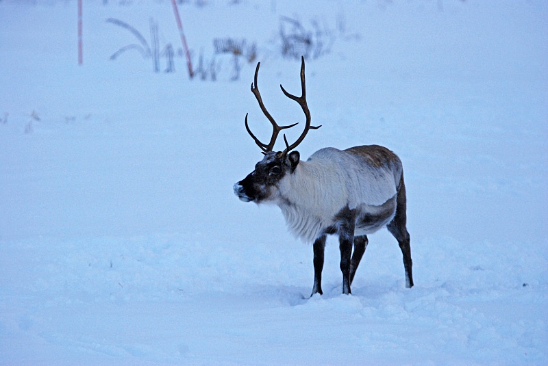 Reindeer - Kvaløya and Sommarøy