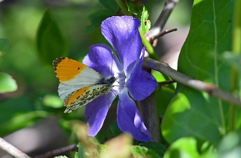 Orange Tip - Butterflies