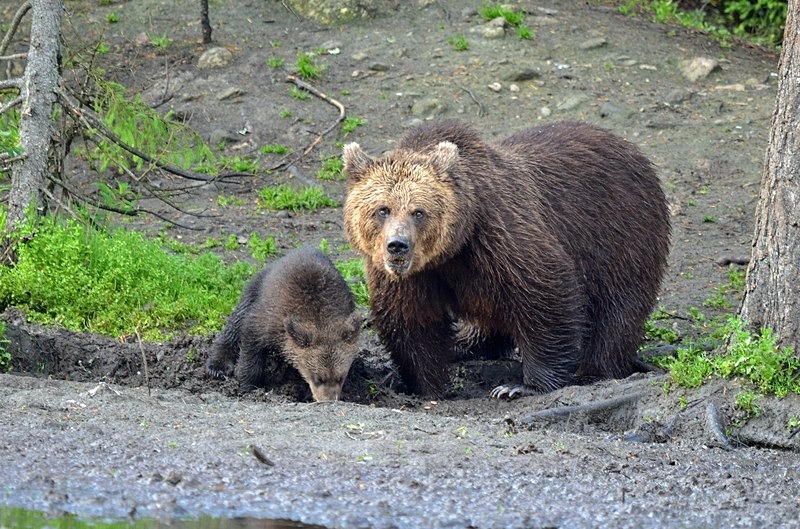 Brown Bear and cub - North Finland - part 2
