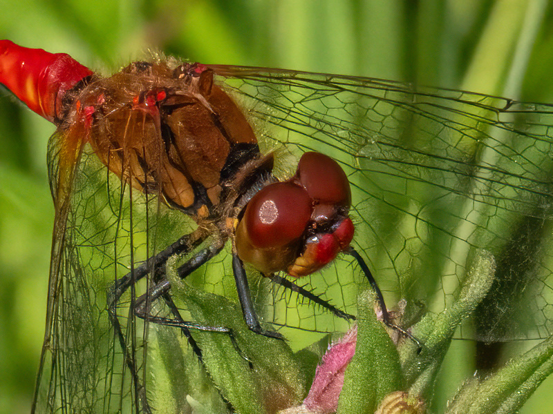 July 2023 - Ruddy Darter - Photos of the month