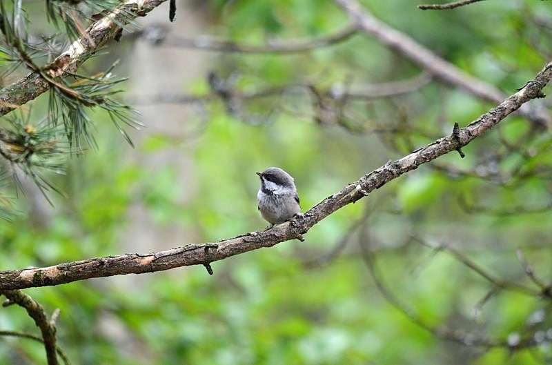 Siberian Tit - North Finland - part 1