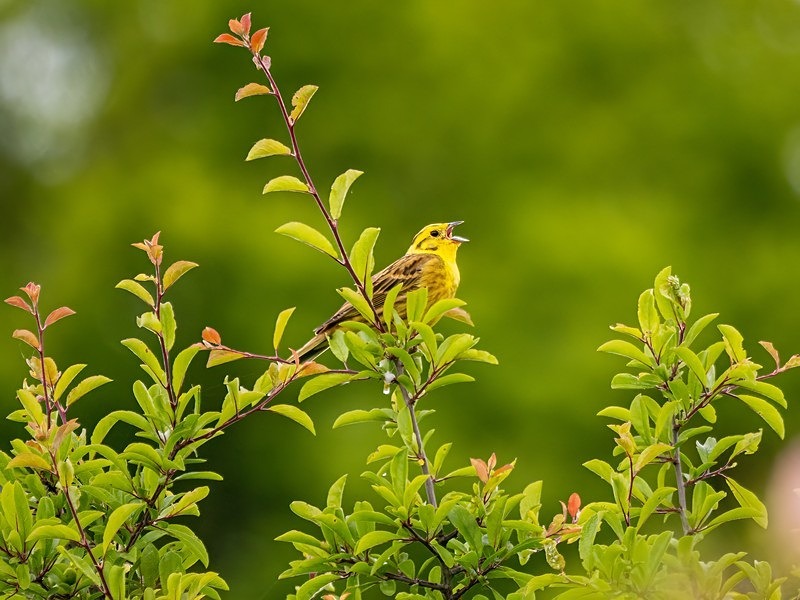 Yellowhammer - Buntings