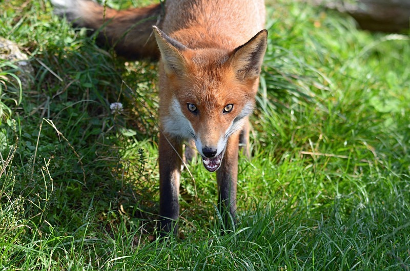 Red Fox - Red Fox