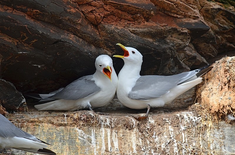 Kittiwakes - North Norway