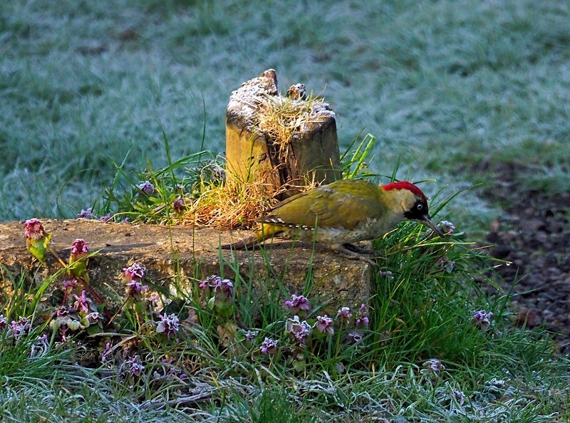 Green Woodpecker - Woodpeckers