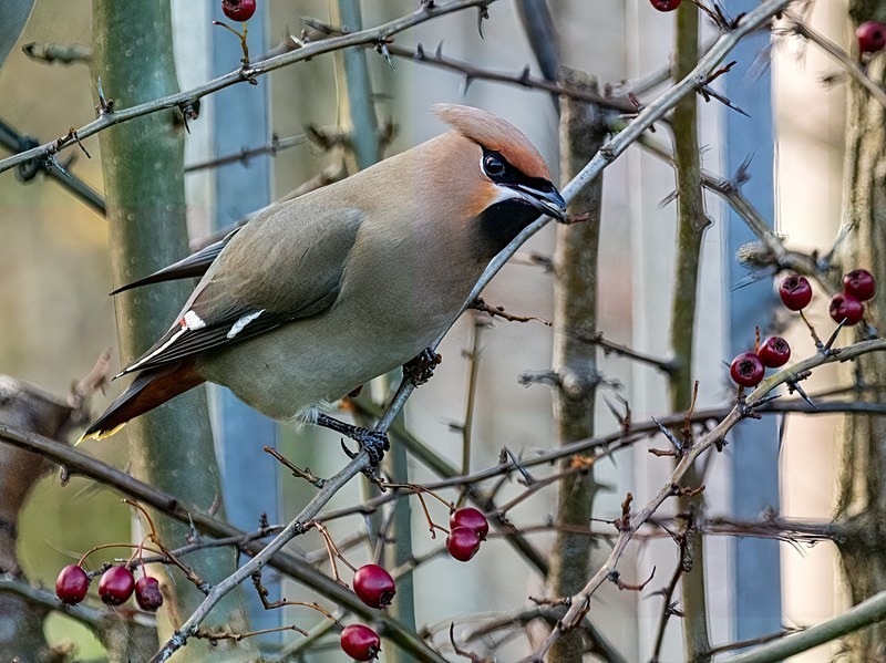 Waxwing - Latest photos