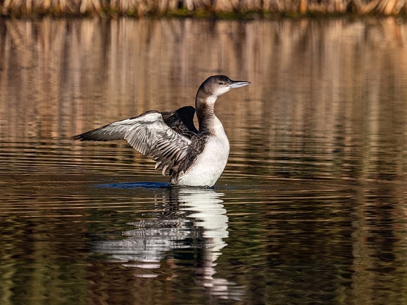 Great Northern Diver - Latest photos