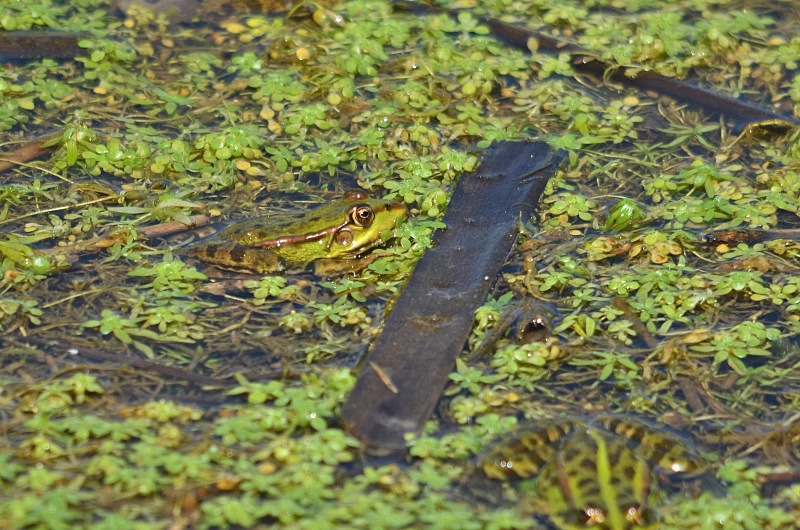Marsh Frog - Frogs and toads