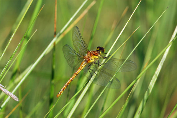 Common Darter - Dragonflies and damselflies