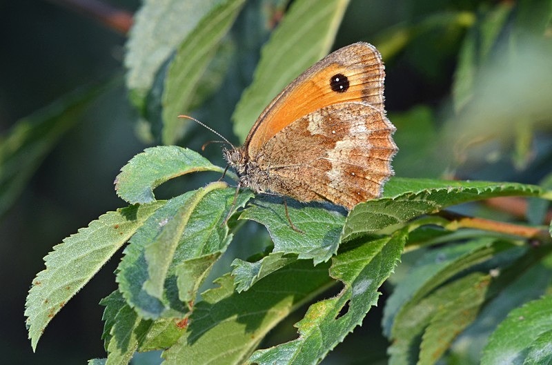 Gatekeeper - Butterflies