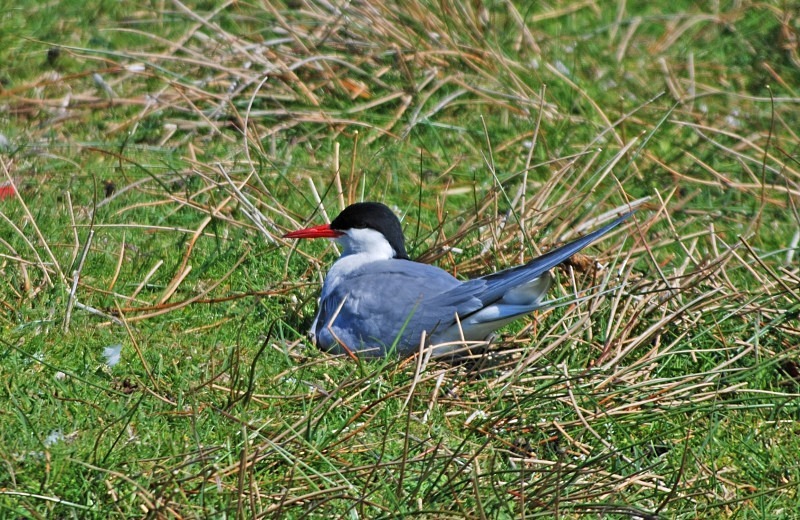 Arctic Tern - Terns