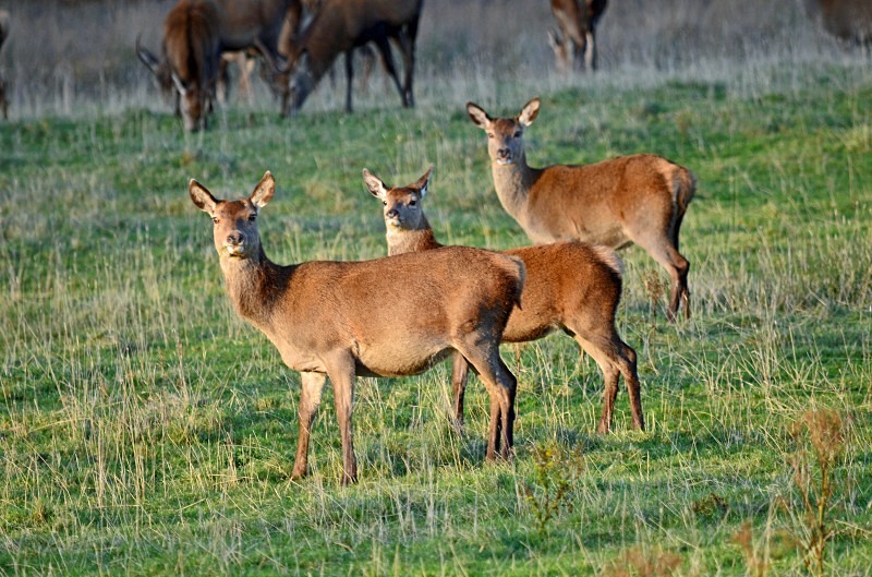 Red Deer - Red Deer