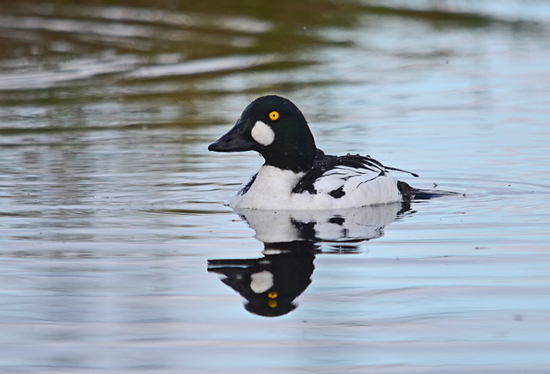 Goldeneye - North east Finland
