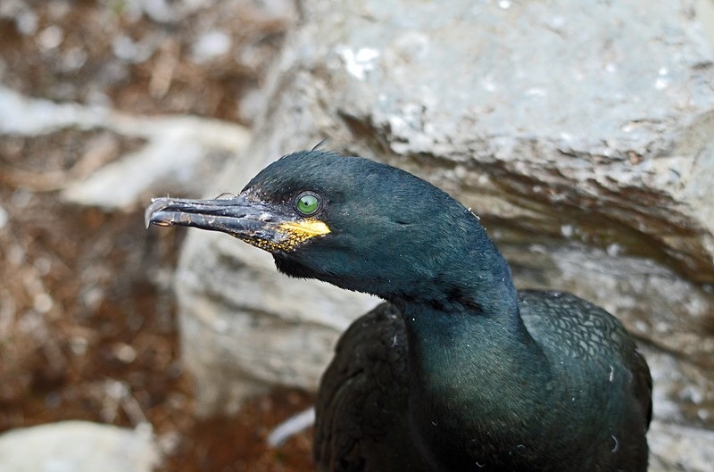 Shag - North Norway