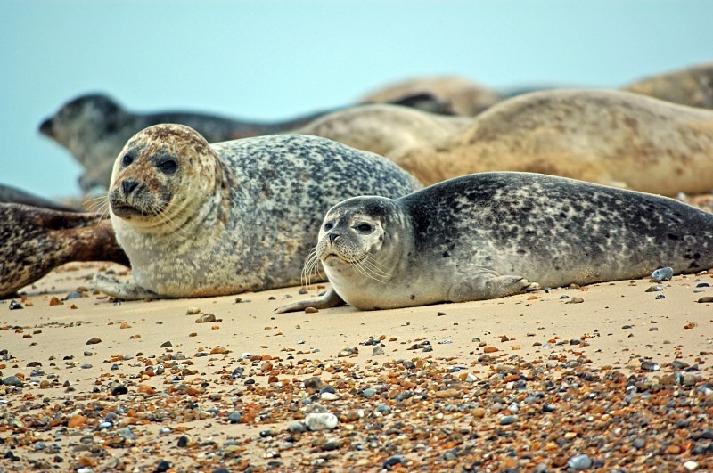 Common Seals - Common Seals