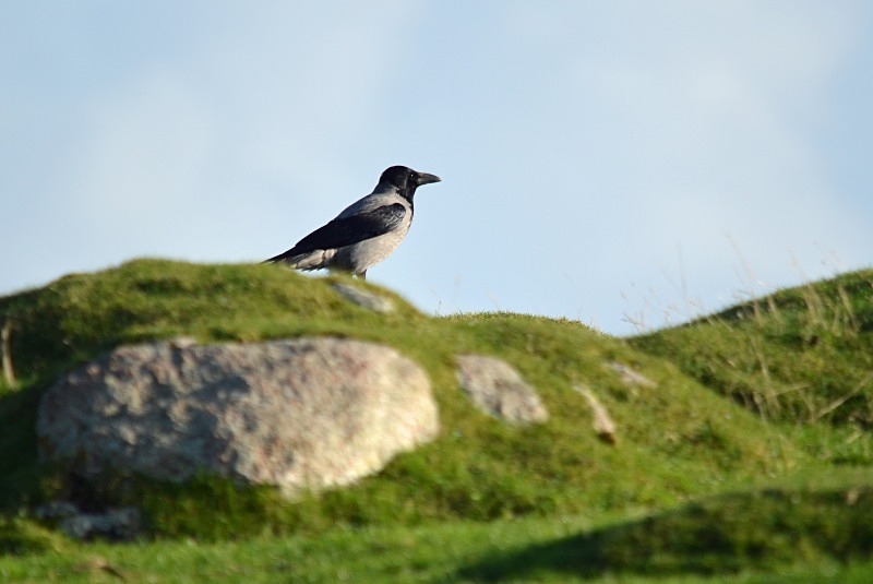 Hooded Crow - Crows