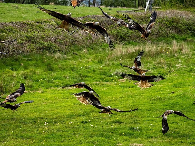Red Kites - Birds of prey