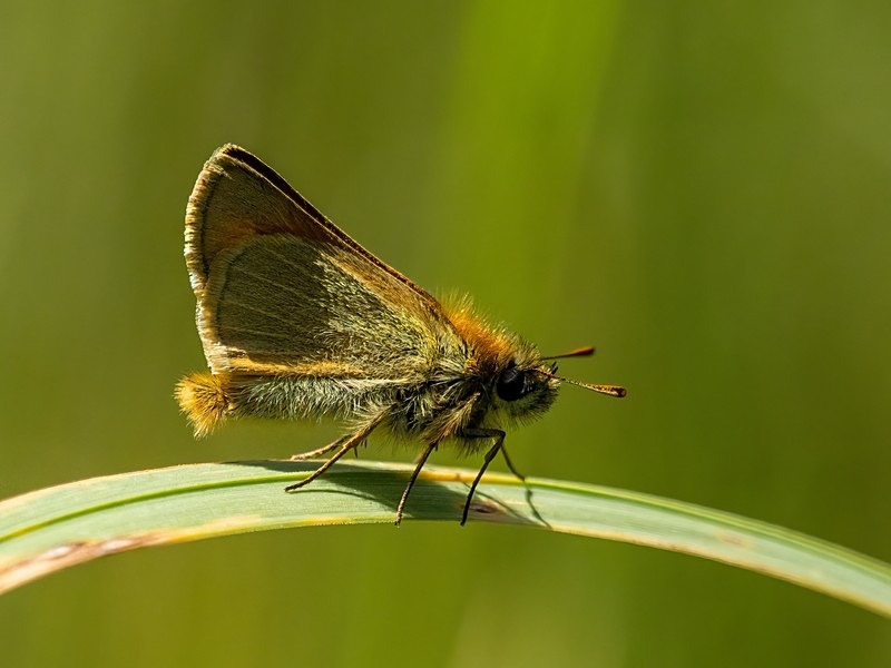 Small Skipper - Butterflies