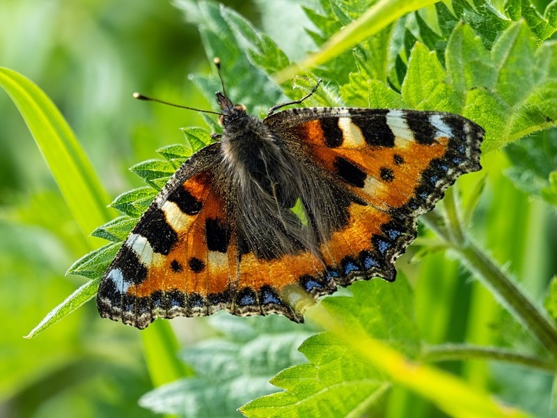 Small Tortoiseshell - Butterflies