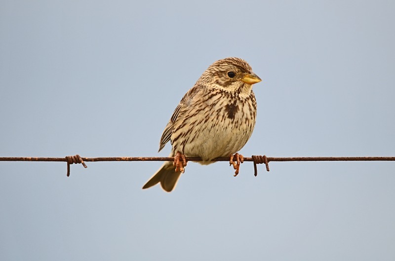 Corn Bunting - South and west Spain - April and May 2012
