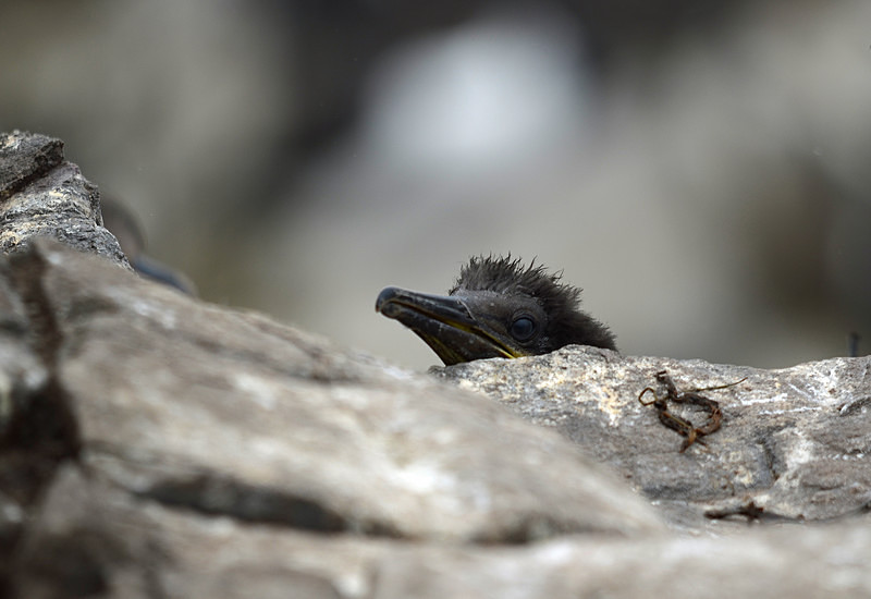 Shag chick - Cormorants and Shags