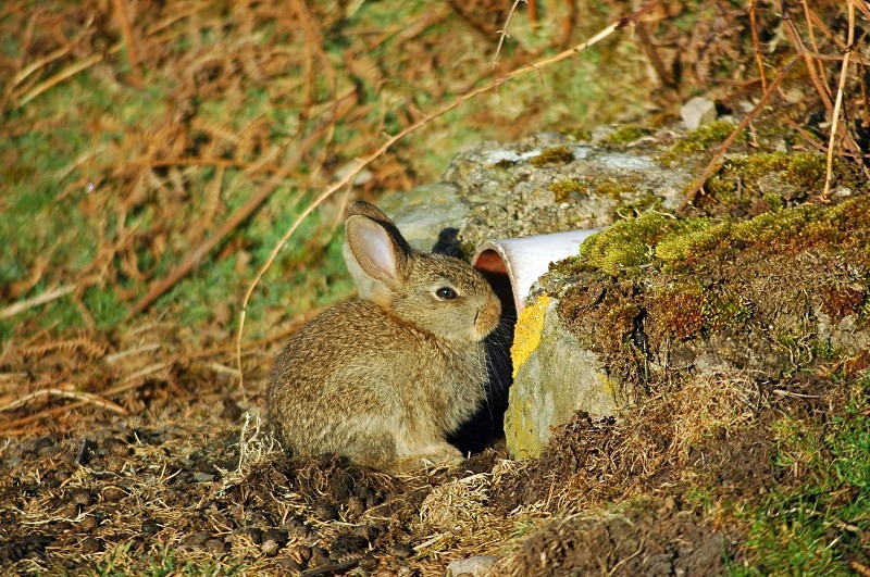 Rabbit - Other mammals