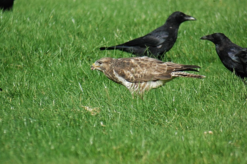 Common Buzzard - Birds of prey