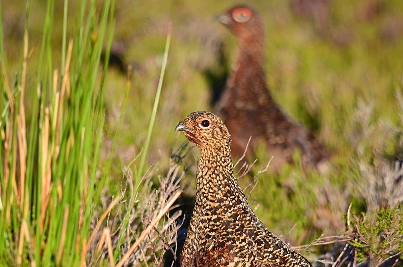 Red Grouse - Game birds