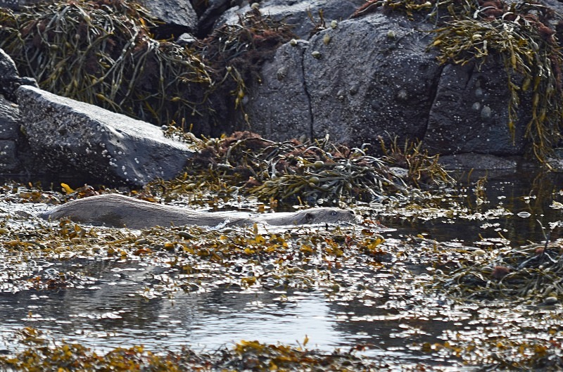 Otter - Otters