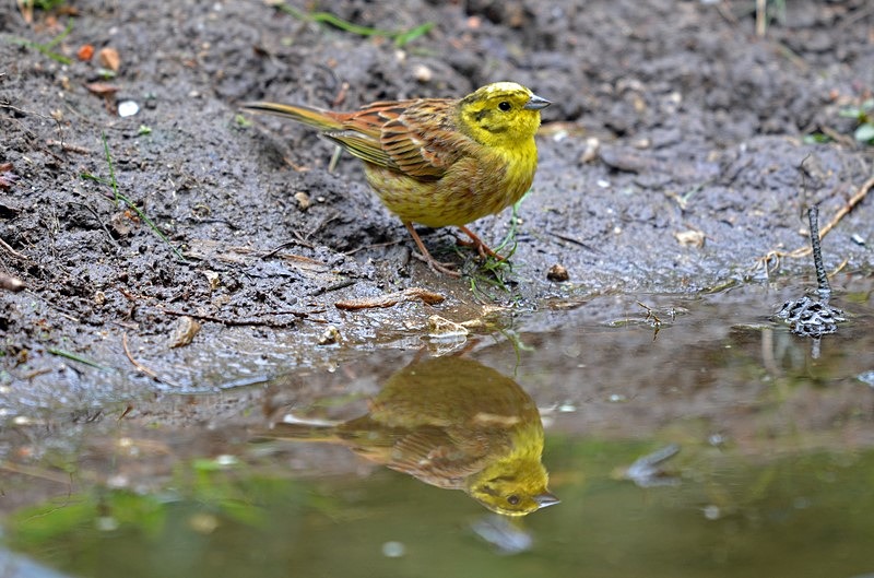 Yellowhammer - Buntings