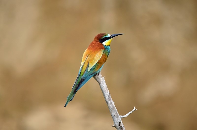 European Bee-eater - Bulgaria