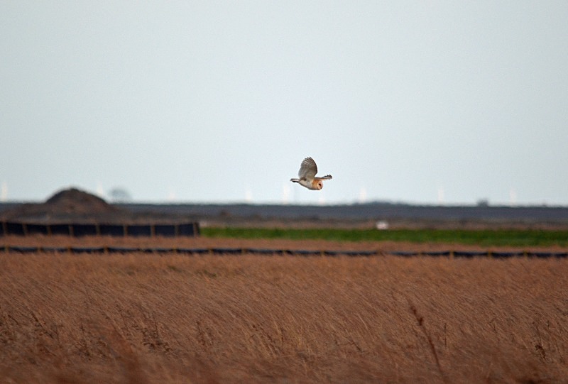 Barn Owl - Owls