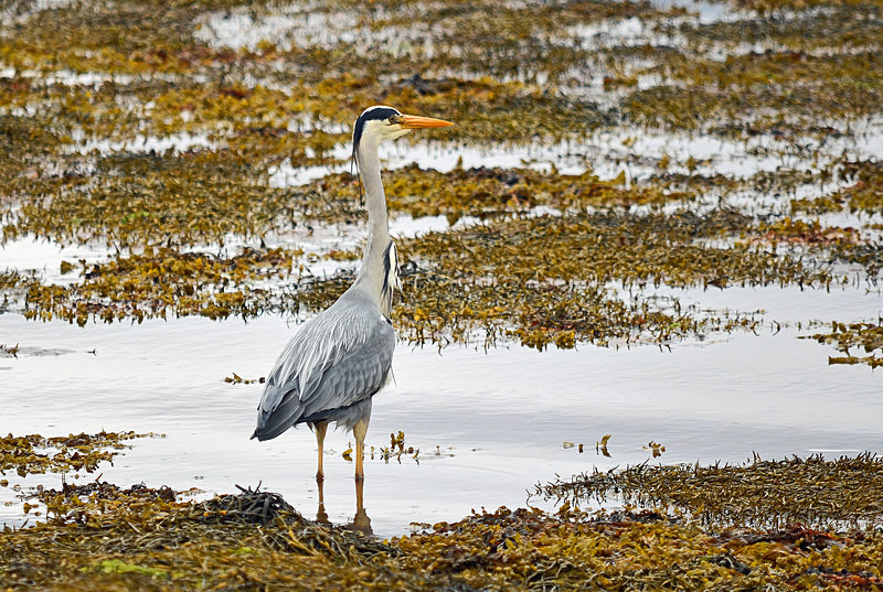 Grey Heron - Herons and egrets