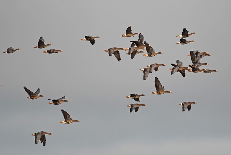 Greater (Greenland) White-fronted Geese - Ireland - January and February 2020