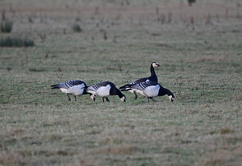 Barnacle Geese - Black geese