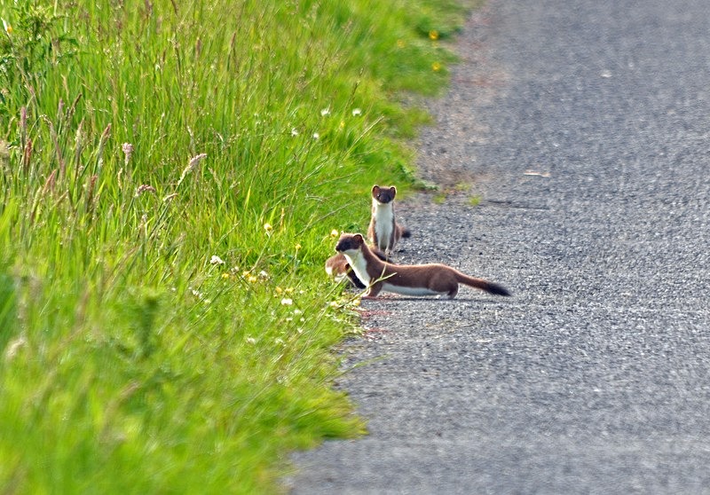 Stoats - Other mammals
