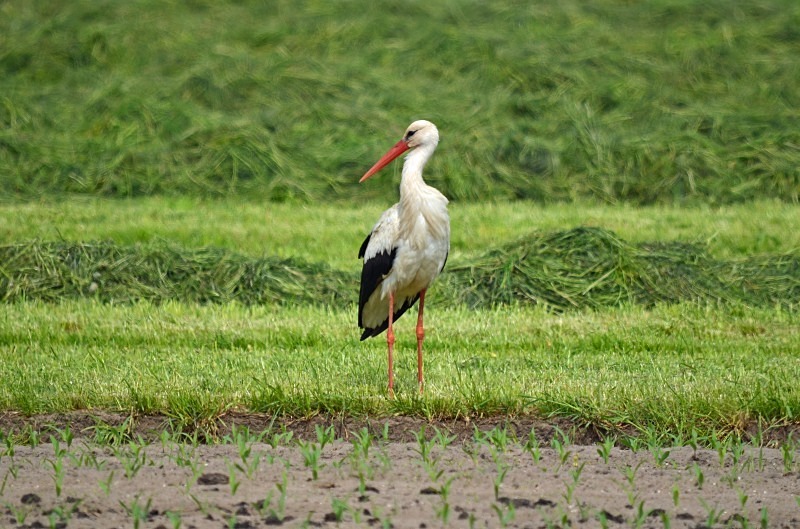 White Stork - North east Poland - May 2013